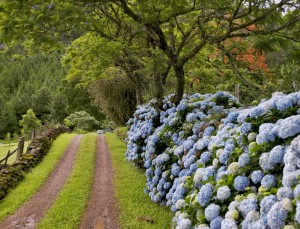 gramado_hortencias Gramado and hydrangeas