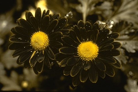 Protanope's Perception